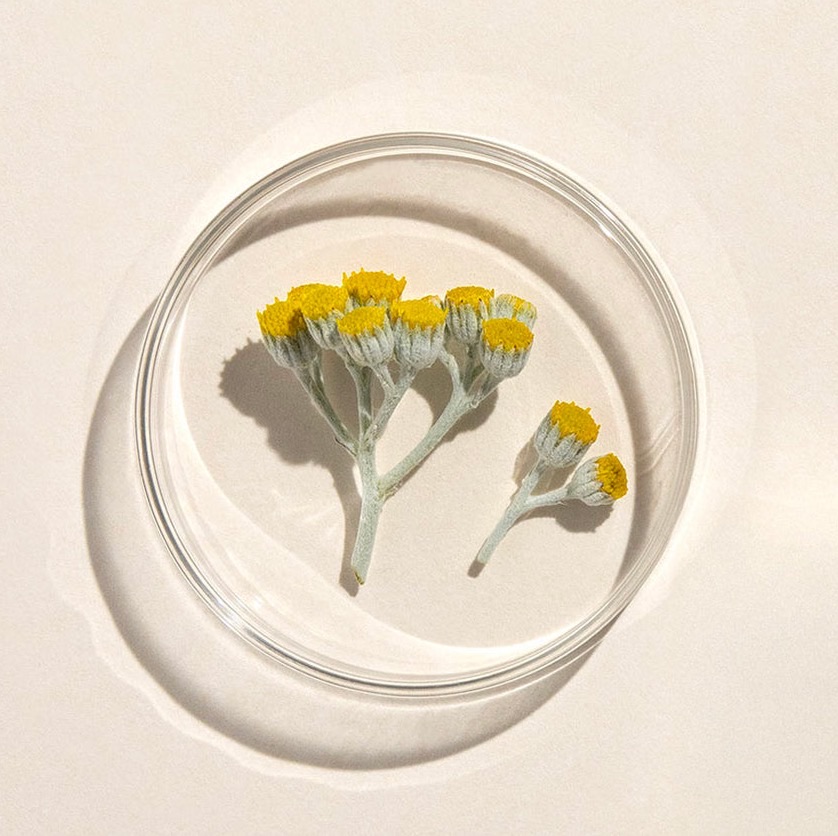 Fleurs d’immortelle dans une coupelle de verre
