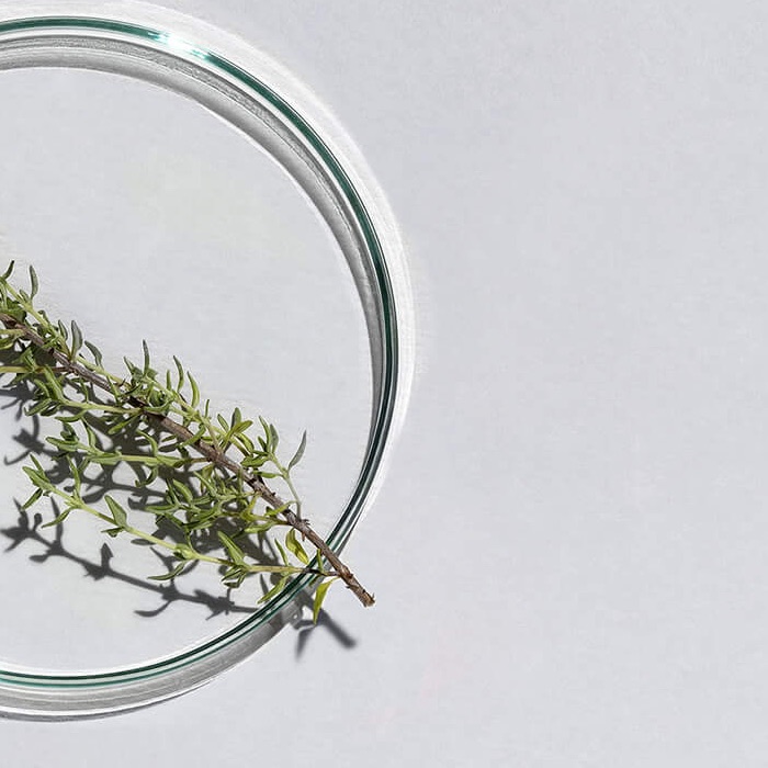 Brin de thym dans une coupelle de verre, visuel de la gamme Aromalgic de Pranarôm
